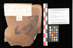 Foto (Objekt + Etikett) von Quercus palaeoilex Ettingshausen (NHMW-GEO-2024-0188-0924)